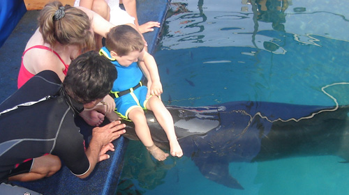 Kevins Begegnung mit dem Delfin