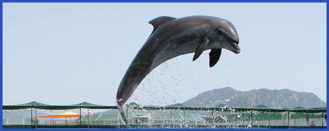 dolphin-therapy-report-vroni-03