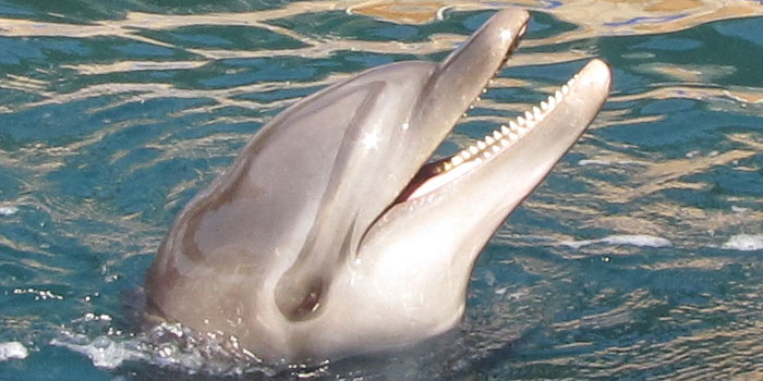 Feedback regarding Dolphin Therapy from the Ladas Family